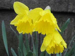 Wet Daffodils